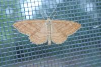 Idaea ochrata