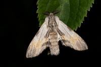 Harpyia milhauseri