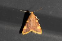 Hypsopygia costalis