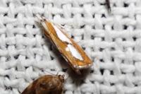 Catoptria pinella