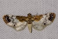 Eupithecia breviculata
