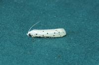 Myelois circumvoluta
