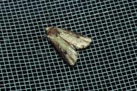Axylia putris