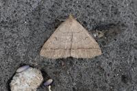 Zanclognatha lunalis