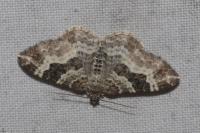 Epirrhoe alternata