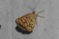 Chiasmia clathrata