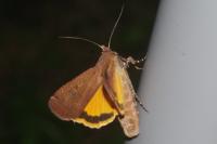 Noctua pronuba