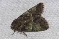 Polyphaenis sericata