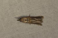Etiella zinckenella