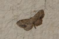Idaea dimidiata