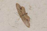 Idaea dimidiata