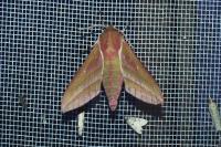 Deilephila elpenor