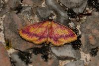 Idaea muricata