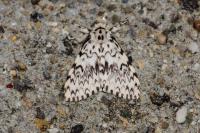 Lymantria monacha