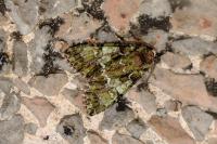 Polyphaenis sericata