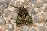 Polyphaenis sericata