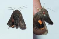 Noctua janthina