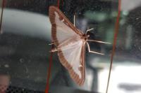 Cydalima perspectalis