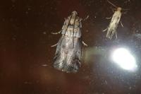 Acrobasis legatea
