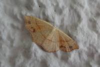 Cyclophora punctaria