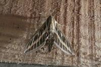 Hyles livornica