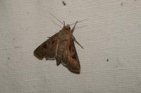 Agrotis exclamationis exclamationis