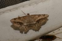 Chiasmia aestimaria