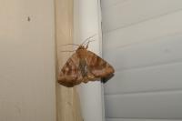 Cosmia trapezina