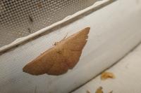 Cyclophora puppillaria