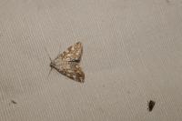 Elophila nymphaeata