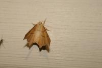 Ennomos erosaria