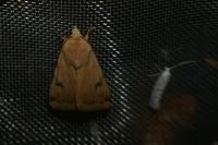 Heliothis peltigera