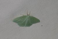 Hemistola chrysoprasaria
