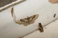 Idaea rusticata