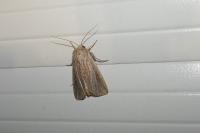 Mythimna riparia