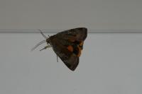Noctua janthe