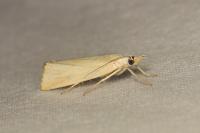 Xanthocrambus caducellus