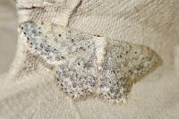 Scopula marginepunctata