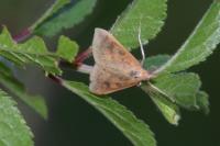 Udea ferrugalis