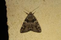 Catocala promissa
