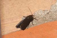 Amphipyra livida