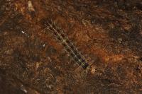 Lymantria dispar
