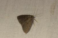 Apaidia mesogona