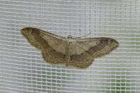 Idaea aversata