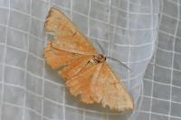 Angerona prunaria
