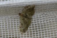 Pasiphila rectangulata