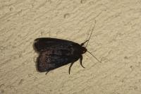 Amphipyra livida