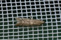 Ephestia