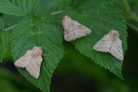 Malacosoma neustria