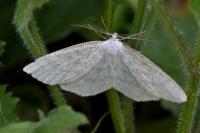 Cabera exanthemata